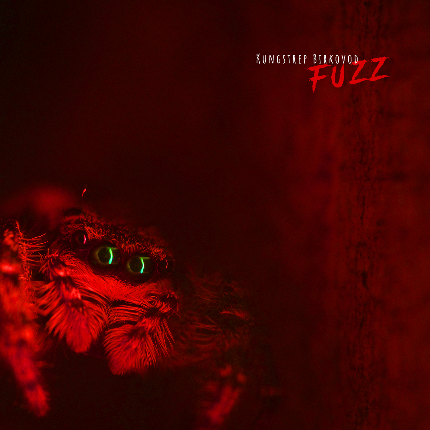 Kungstrep Birkovod – FUZZ